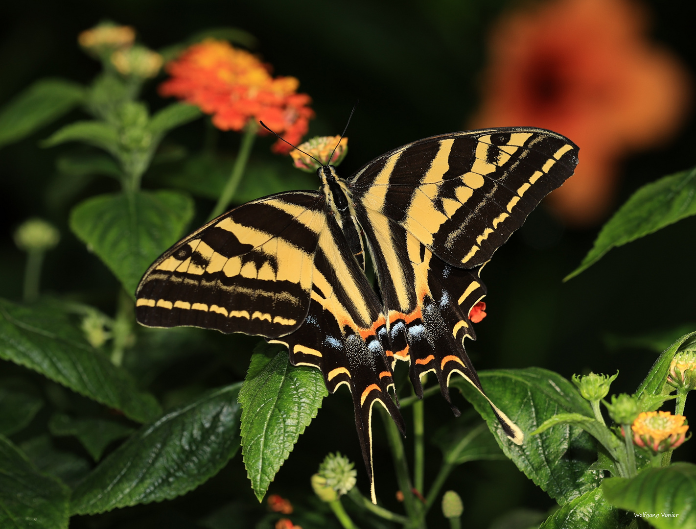 Schwalbenschwanz-Three Tailed Swallowtail-Papilio pilumnus