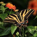 Schwalbenschwanz-Three Tailed Swallowtail-Papilio pilumnus