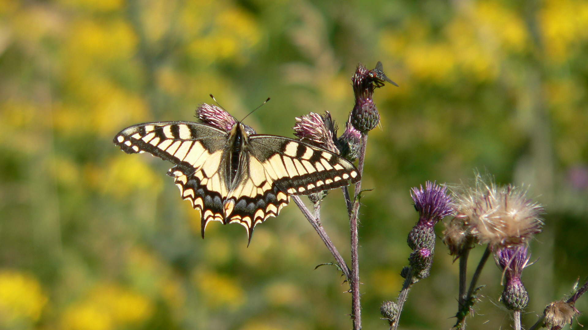 Schwalbenschwanz trifft Fliege