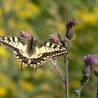 Schwalbenschwanz trifft Fliege