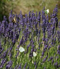 Schwalbenschwanz und andere gierig nach Lavendel-Nektar