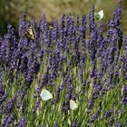 Schwalbenschwanz und andere gierig nach Lavendel-Nektar