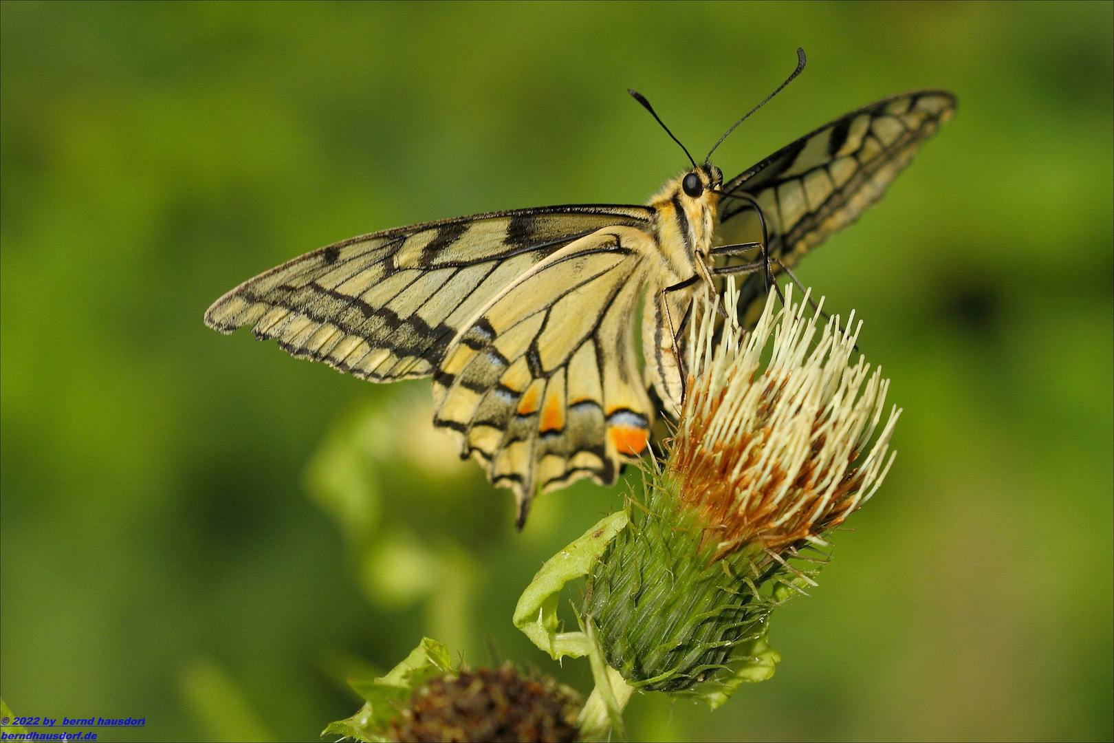 Schwalbenschwanz und Distel