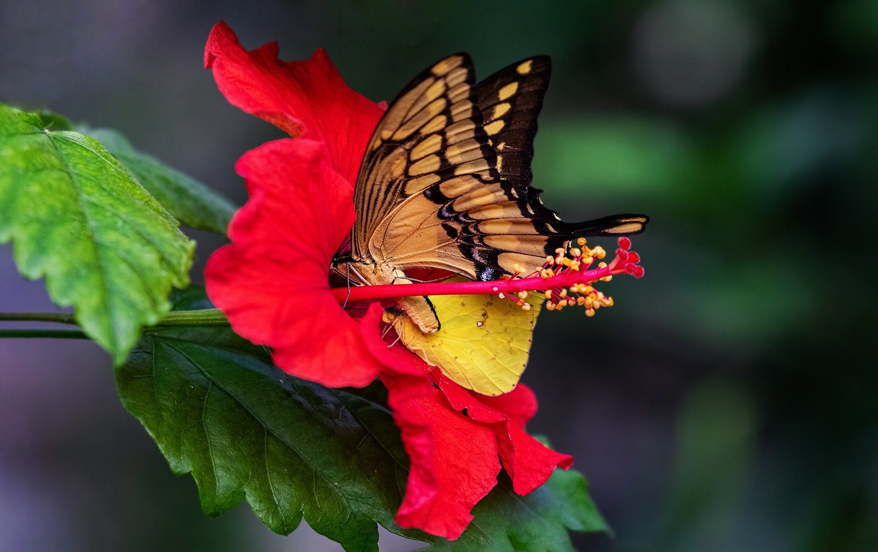 Schwalbenschwanz und Goldene Acht auf/in Hibiskusblüte 002