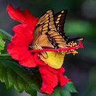 Schwalbenschwanz und Goldene Acht auf/in Hibiskusblüte 002