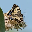 Schwalbenschwanz vorm Abflug