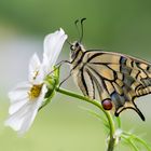 Schwalbenschwanz Weibchen