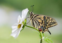 Schwalbenschwanz Weibchen