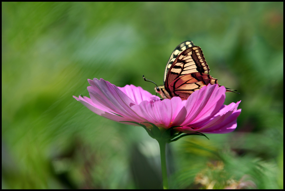 Schwalbenschwanz | Wildlife