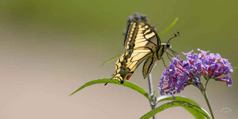 Schwalbenschwanz / Yellow swallowtail (9546)