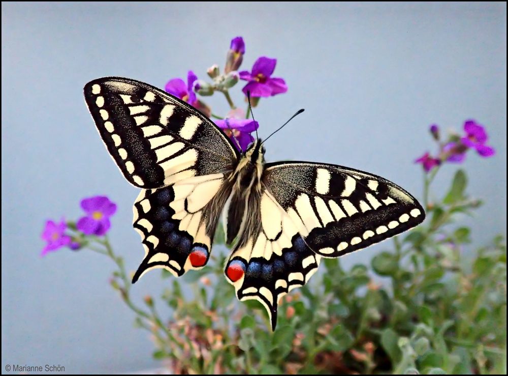 ...Schwalbenschwanz...Papilio machaon...