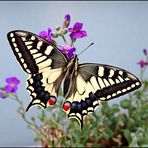 ...Schwalbenschwanz...Papilio machaon...