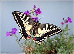 ...Schwalbenschwanz...Papilio machaon...