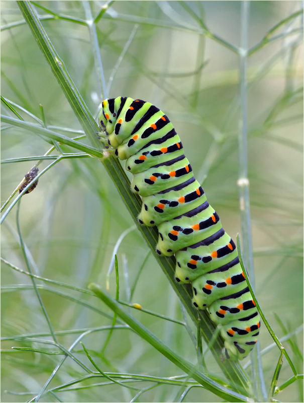 Schwalbenschwanzraupe