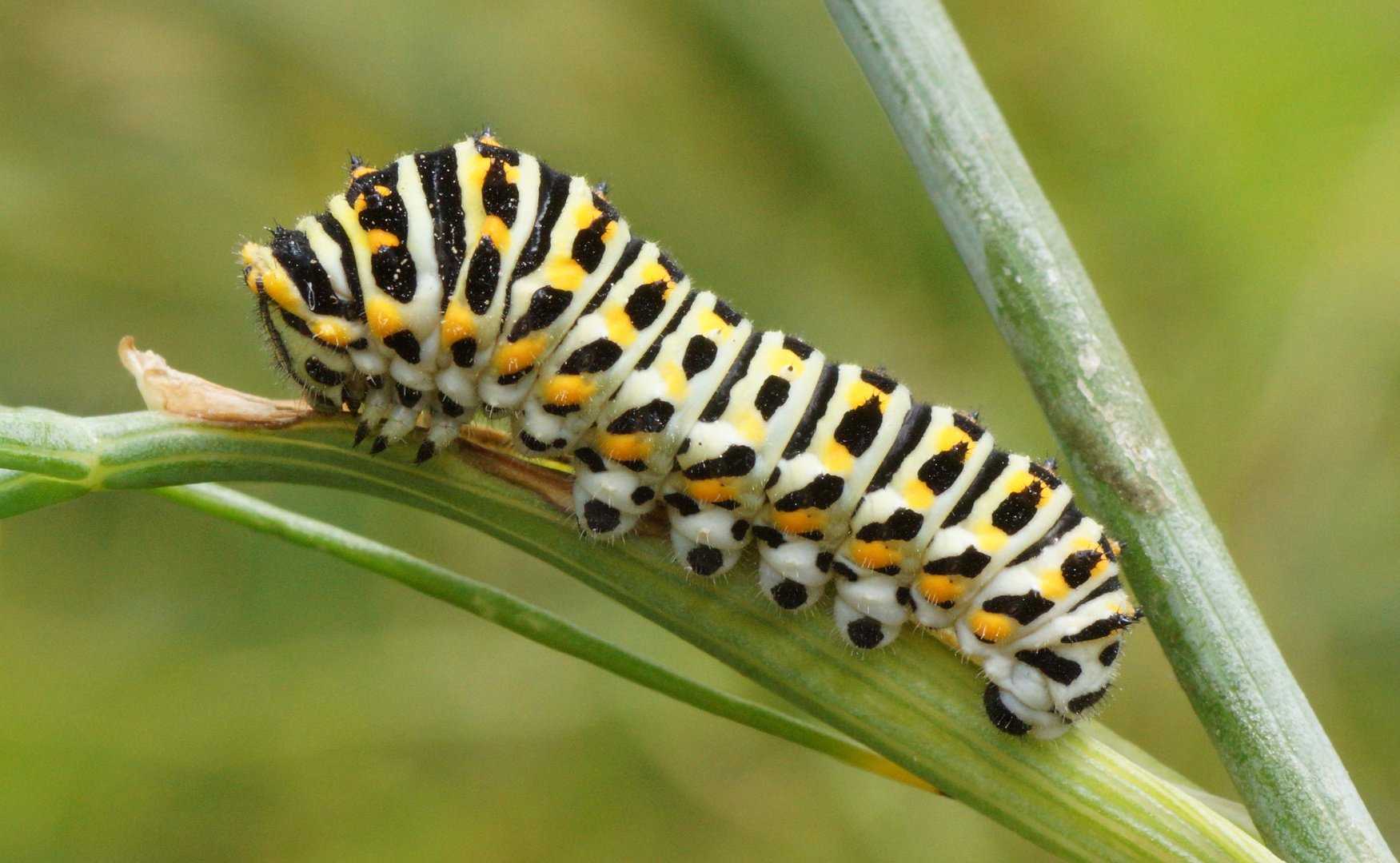 Schwalbenschwanzraupe (2cm)