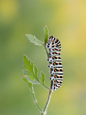 Schwalbenschwanzraupe