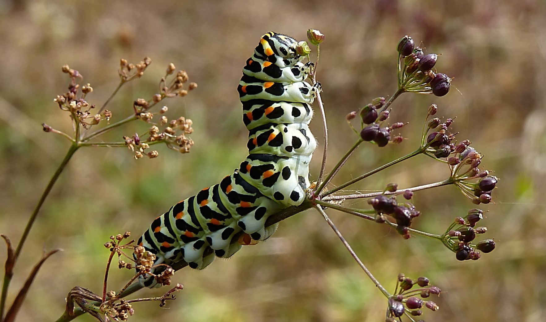 Schwalbenschwanzraupe