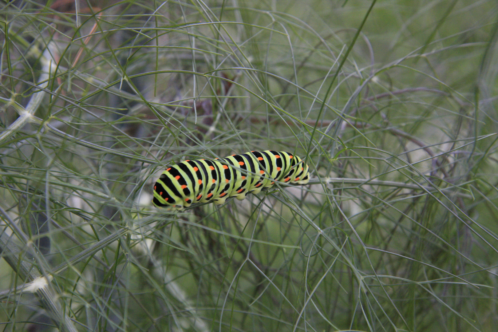 Schwalbenschwanzraupe