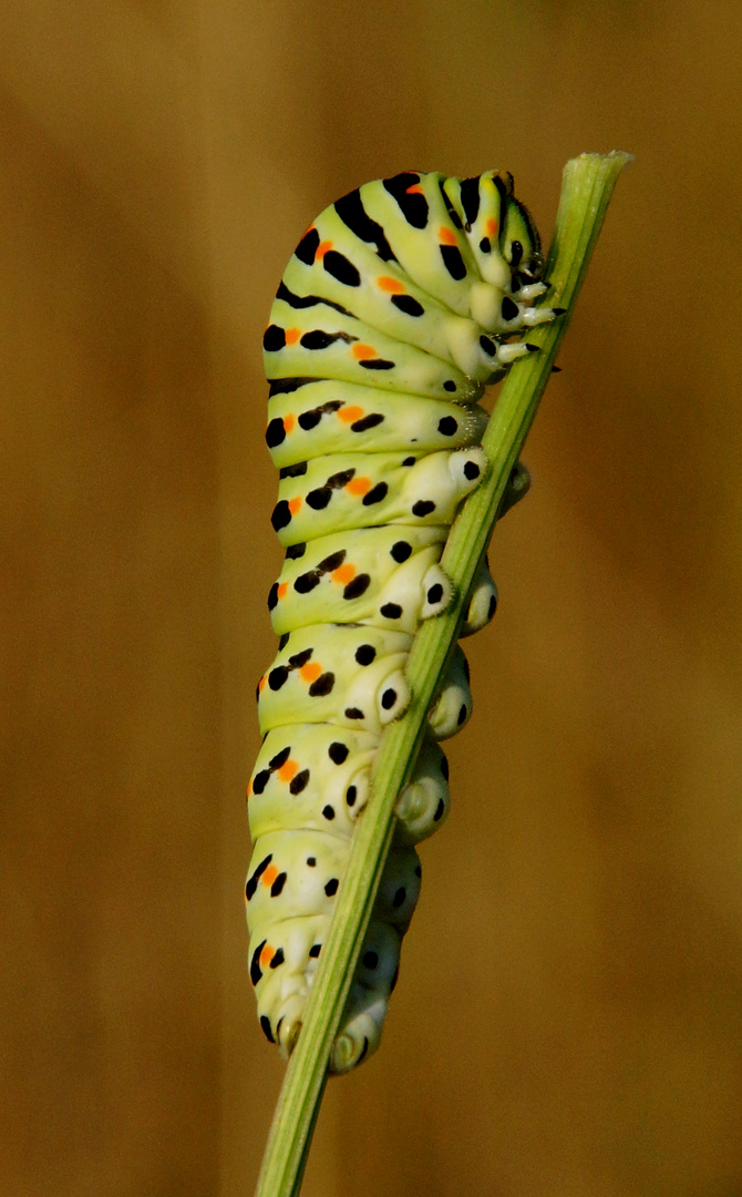 Schwalbenschwanzraupe