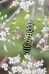 Insekten & Spinnen