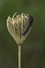 Schwalbenschwanzraupe an Wilder Möhre I