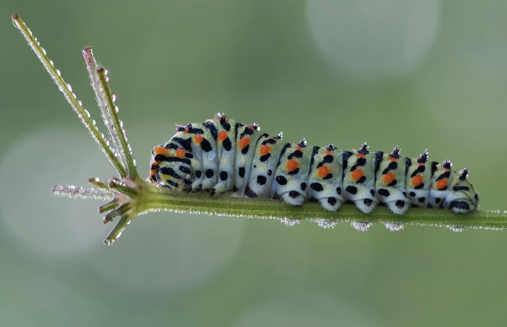 Schwalbenschwanzraupe Kopie