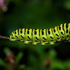 Schwalbenschwanzraupe MIT Garten im Hintergrund :)