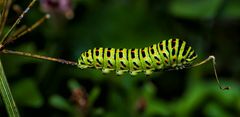 Schwalbenschwanzraupe MIT Garten im Hintergrund :)