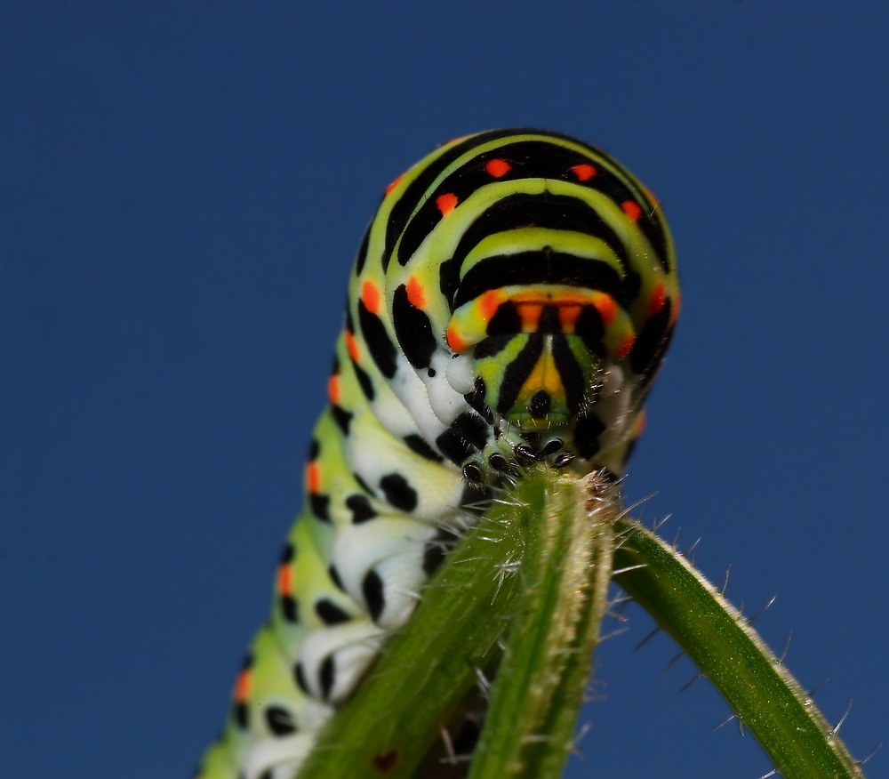 Schwalbenschwanzraupenportrait