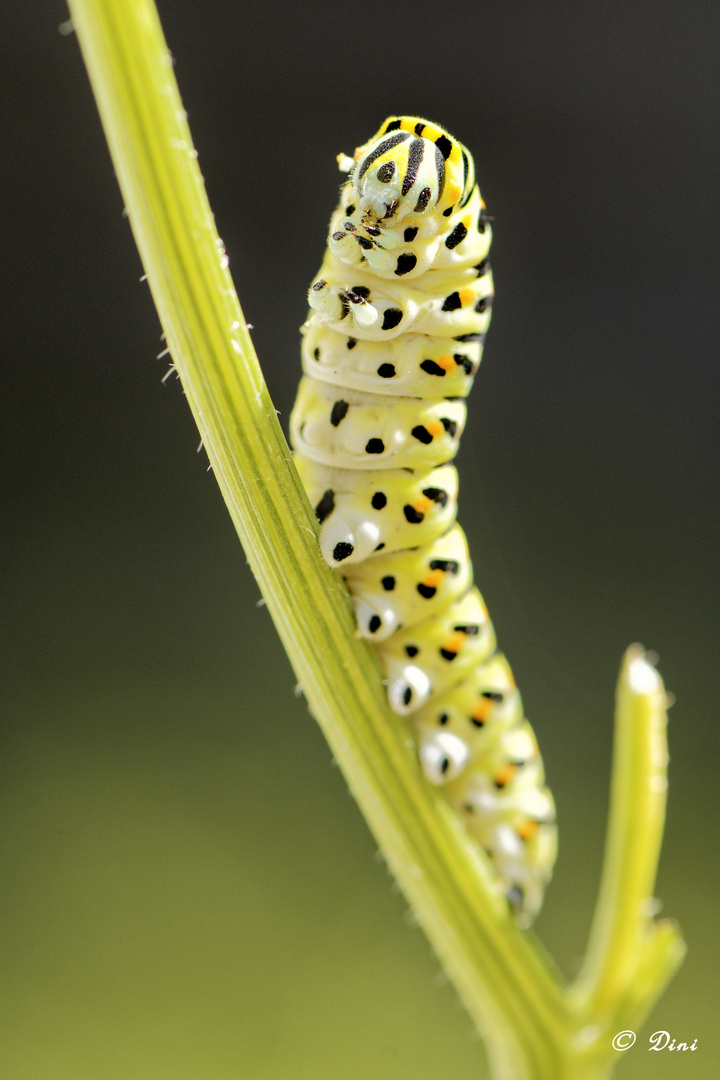 Schwalbenschwanzraupe_Schafgarbe_14.07.23