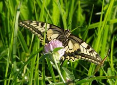 Schwalbenschwanzschmetterling 1