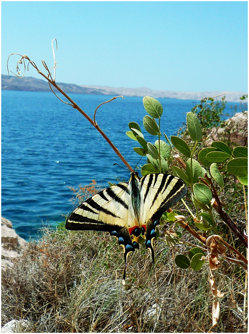 Schwalbenschwanzschmetterling