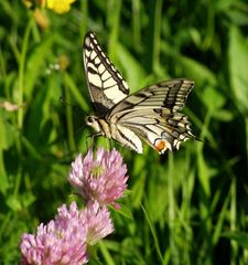 Schwalbenschwanzschmetterling