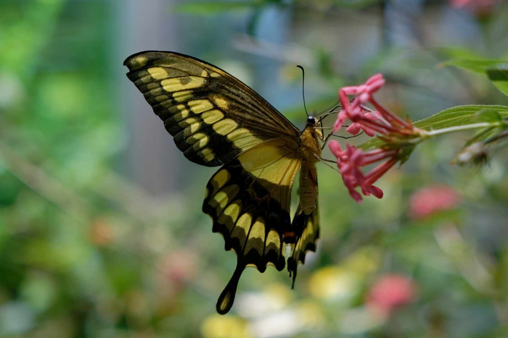 Schwalbenschwanzschmetterling (Mein Tipp...)