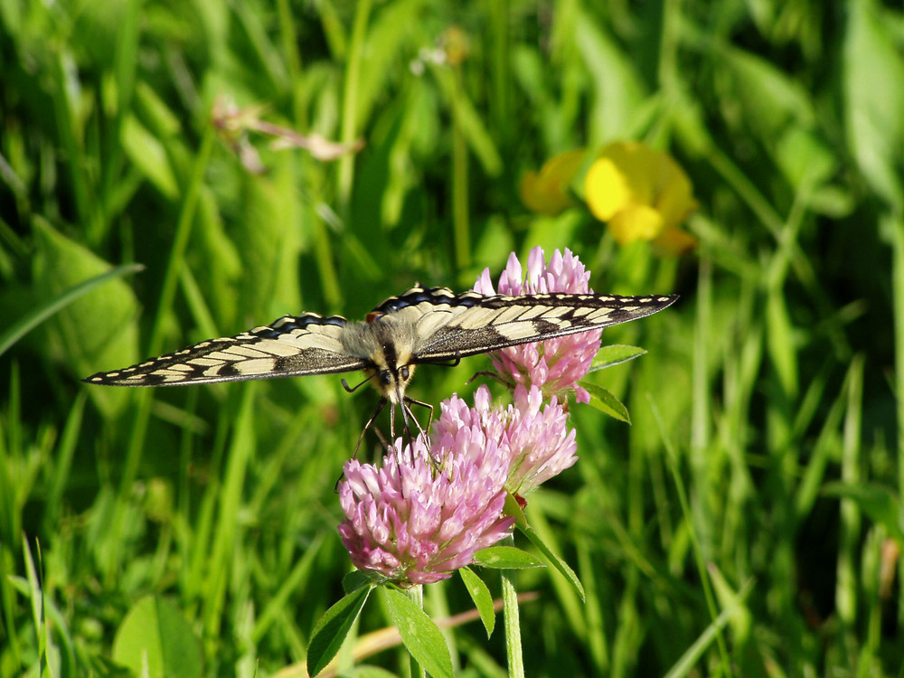 Schwalbenschwanzschmetterling2