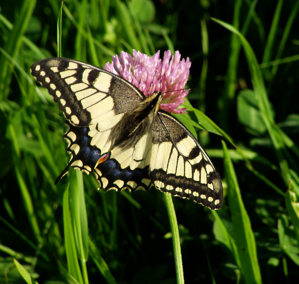 Schwalbenschwanzschmetterling3