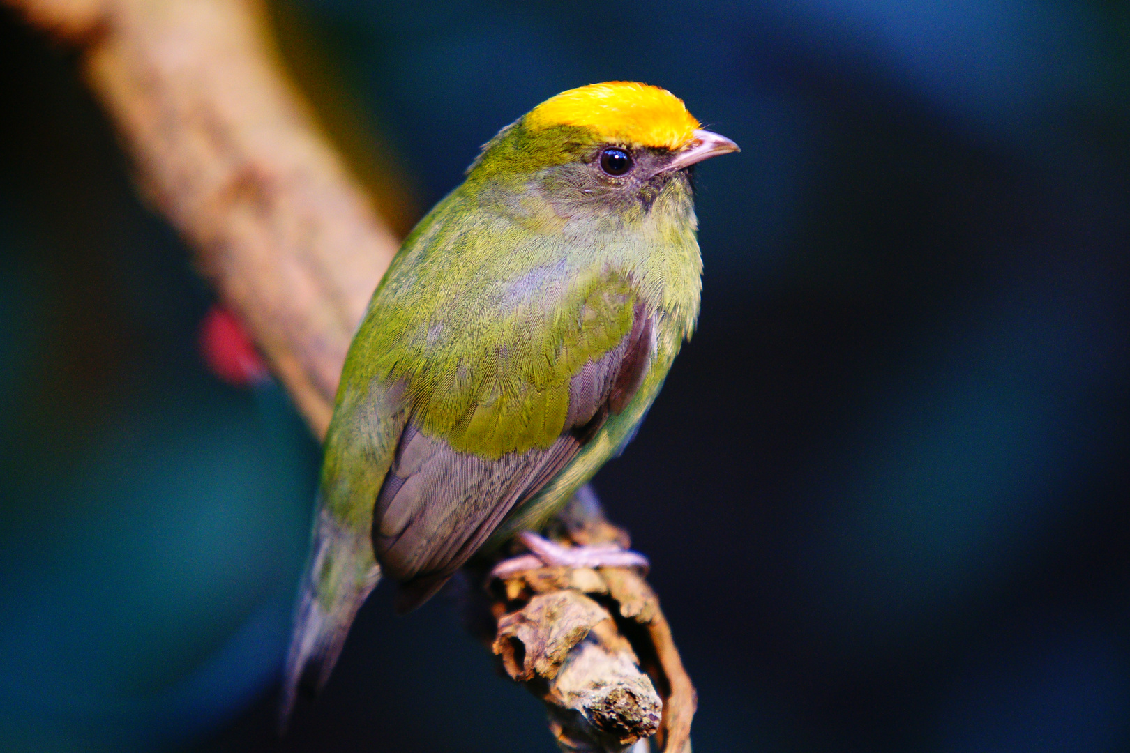 Schwalbenschwanzschnurrvogel