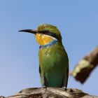 Schwalbenschwanzspint-Swallow-tailed Bee-eater  (2)