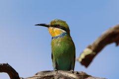 Schwalbenschwanzspint-Swallow-tailed Bee-eater  (2)