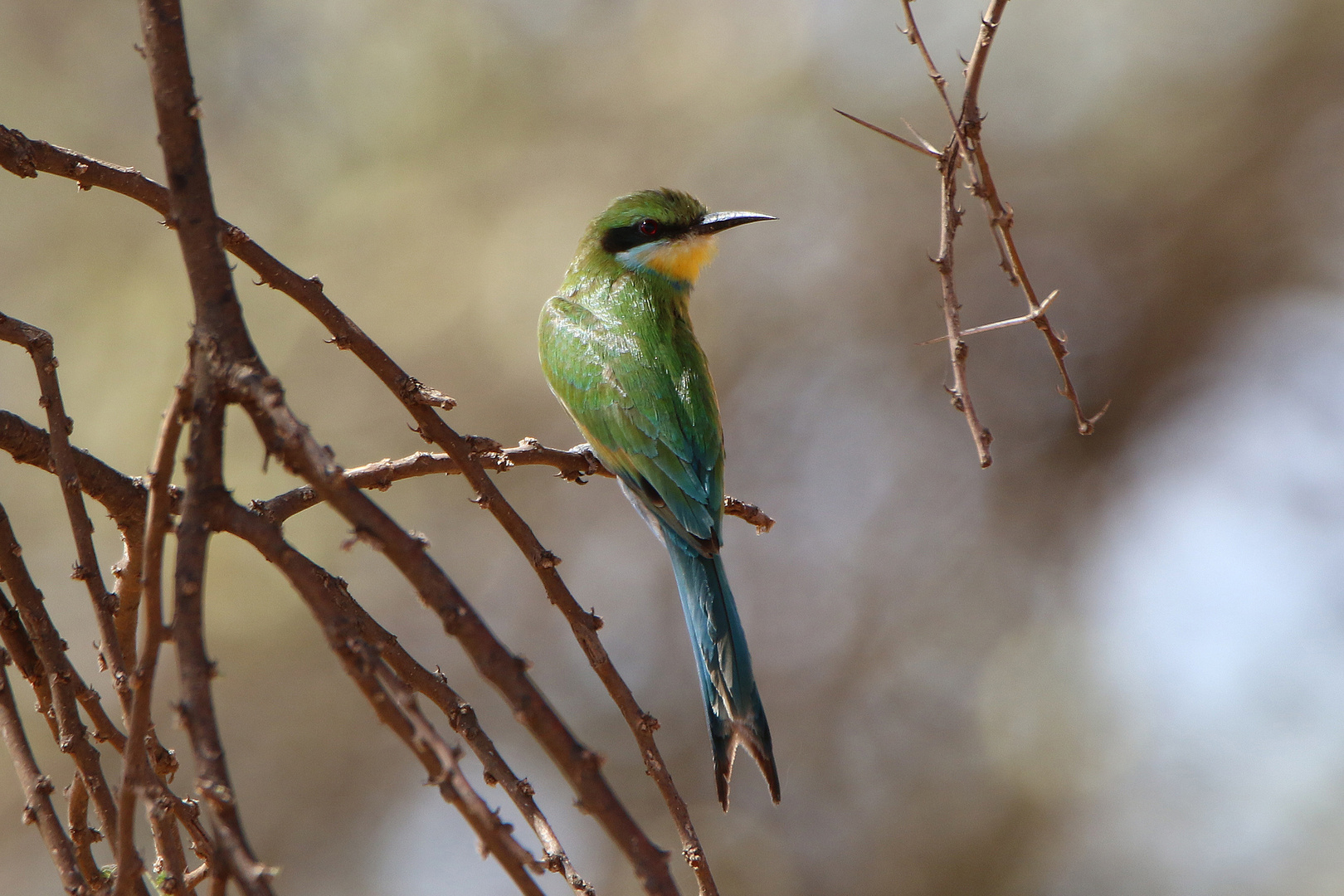 Schwalbenschwanzspint-Swallow-tailed Bee-eater 