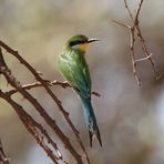 Schwalbenschwanzspint-Swallow-tailed Bee-eater 