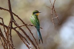 Schwalbenschwanzspint-Swallow-tailed Bee-eater 