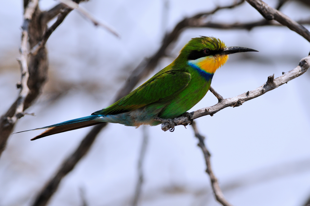 Schwalbenschwanzspint / Swallow-tailed Bee-eater (Merops hirundineus)