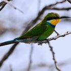 Schwalbenschwanzspint / Swallow-tailed Bee-eater (Merops hirundineus)