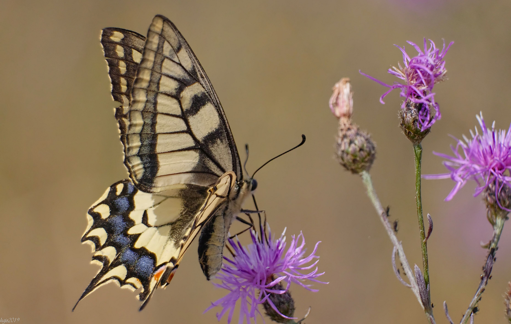 Schwalbenschwanzweibchen (Papilio machaon)....