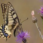 Schwalbenschwanzweibchen (Papilio machaon)....