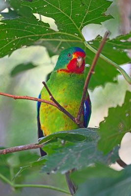 Schwalbensittich (Lathamus discolor)
