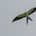 Schwalbenweih (Elanoides forficatus) in der Nähe des Vulkans Arenal, Costa Rica