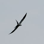 Schwalbenweih - Swallow-tailed Kite (Elanoides forficatus)