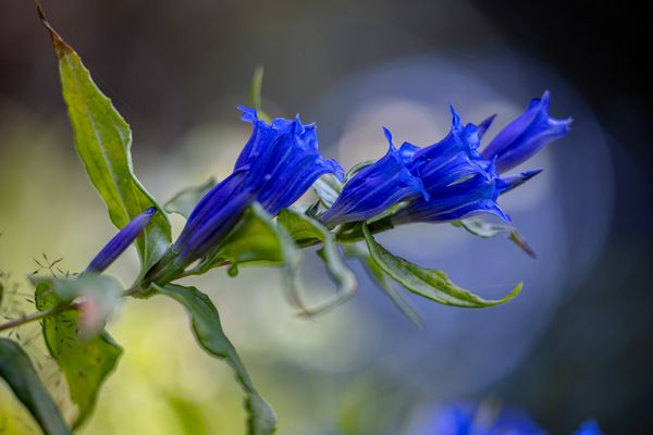 Schwalbenwurz-Enzian